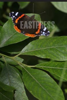 EA342386, Eastpress, Porvoo, Finland